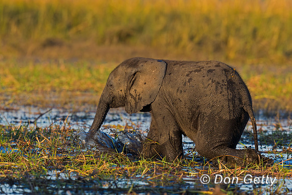 Elephant