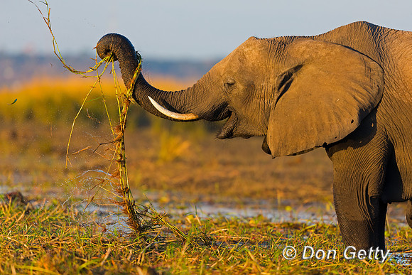 Elephant
