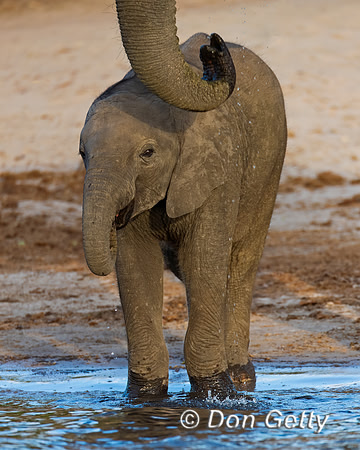 Elephant