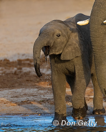 Elephant