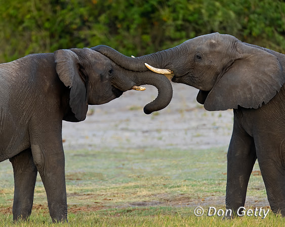 Elephant