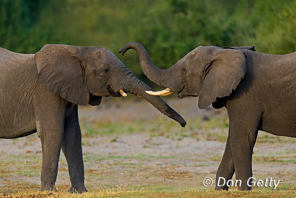 Elephant