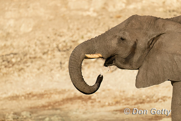Elephant
