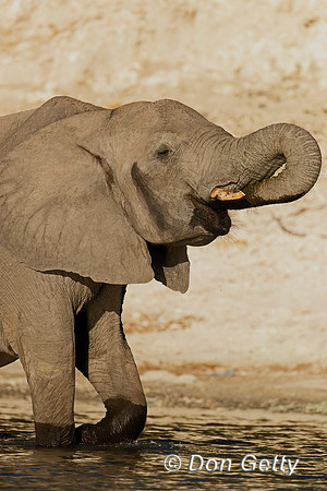 Elephant