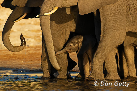 Elephant