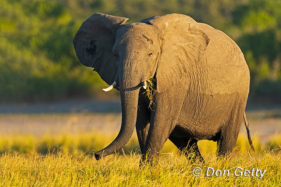Elephant
