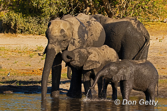 Elephant