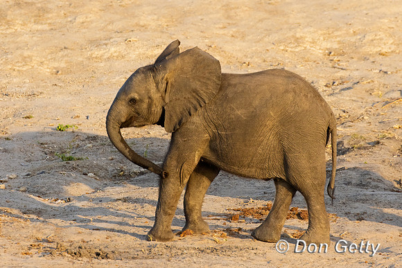 Elephant