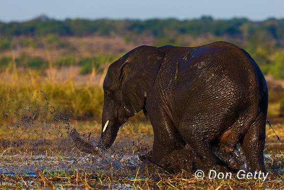 Elephant