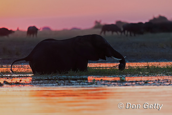 Elephant