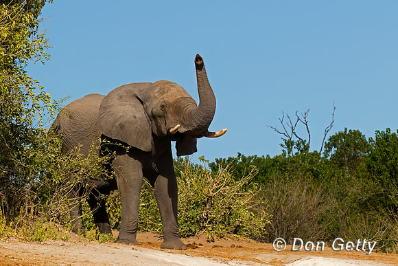 Elephant
