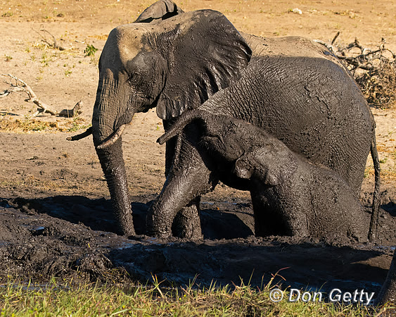 Elephant
