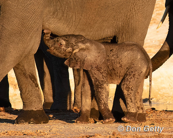 Elephant
