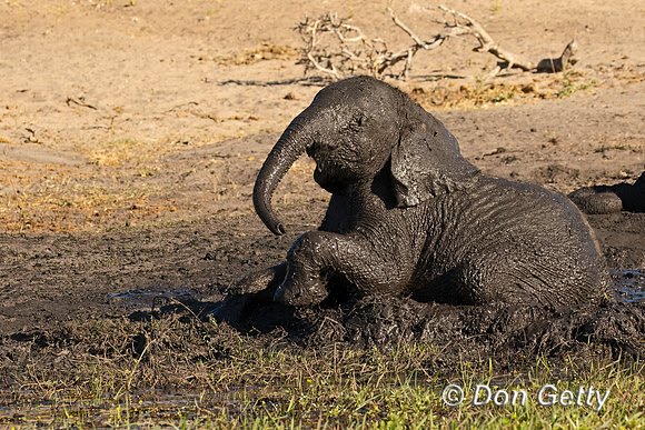 Elephant