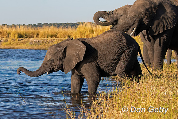 Elephant