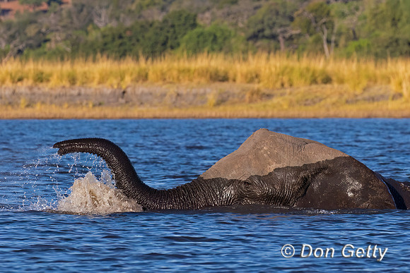 Elephant
