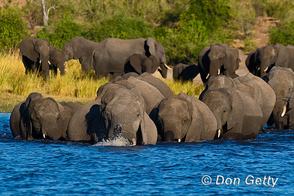 Elephant