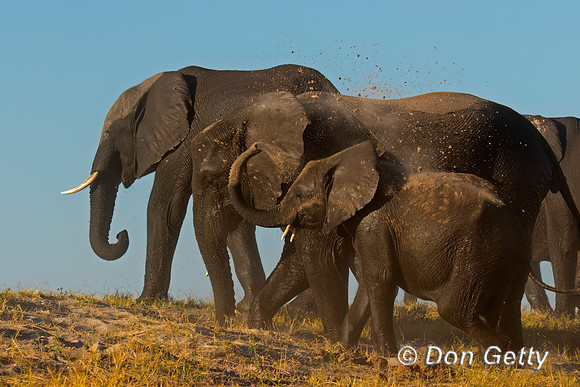 Elephant