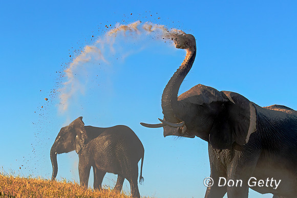Elephant