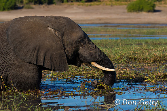 Elephant