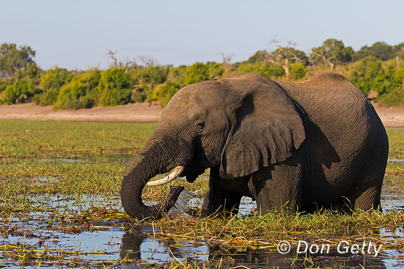 Elephant