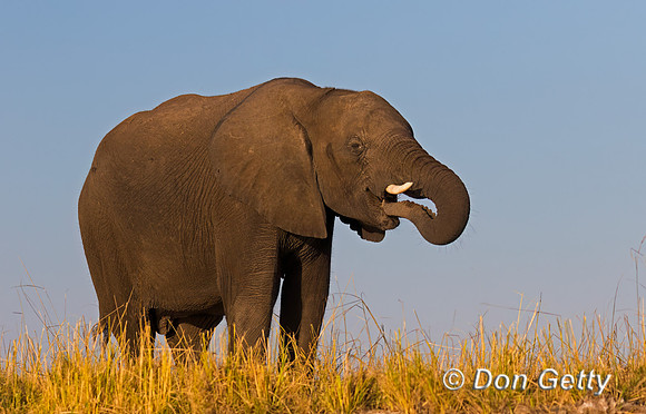 Elephant
