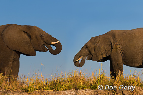 Elephant