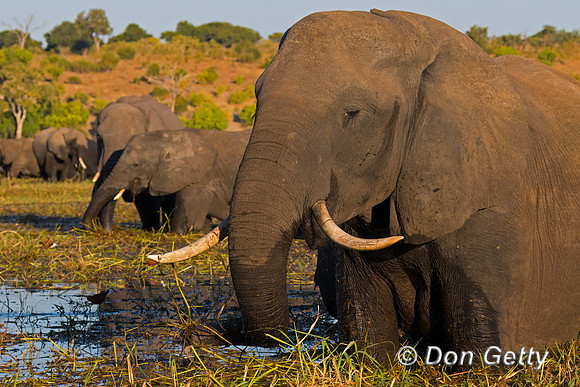 Elephant