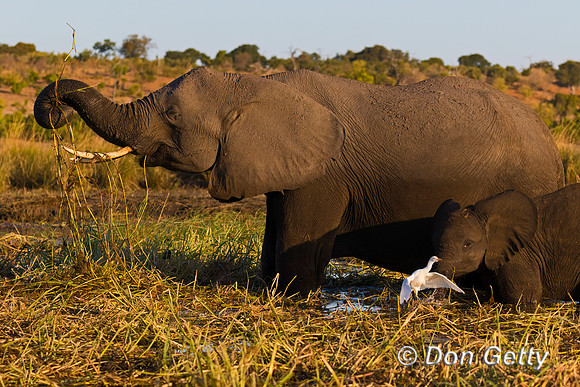 Elephant