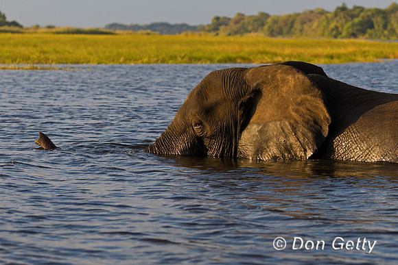 Elephant