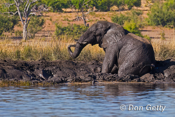 Elephant