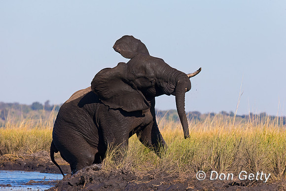 Elephant