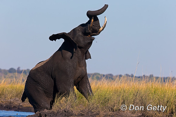 Elephant