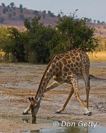Southern Giraffe
