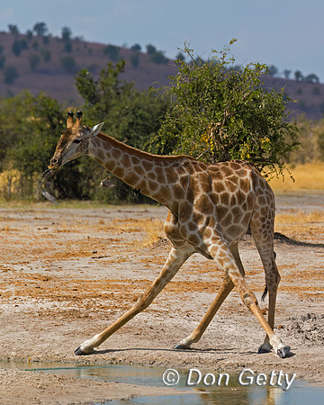 Southern Giraffe