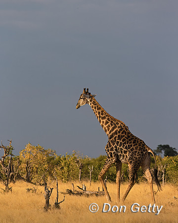 Southern Giraffe