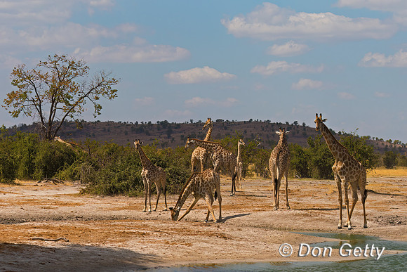 Southern Giraffe