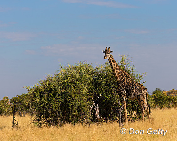 Southern Giraffe