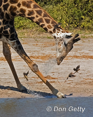 Southern Giraffe