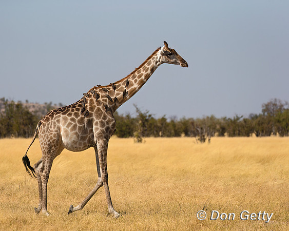 Southern Giraffe