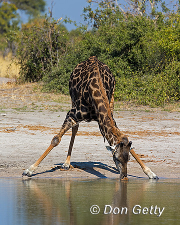 Southern Giraffe