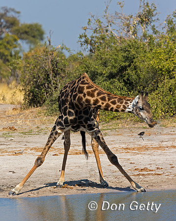 Southern Giraffe