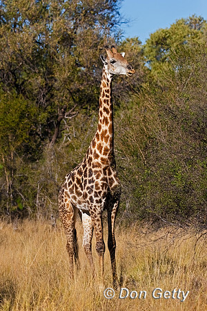 Southern Giraffe