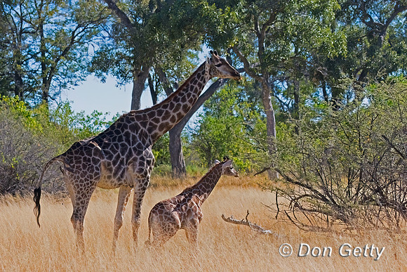 Southern Giraffe