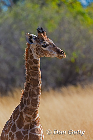 Southern Giraffe