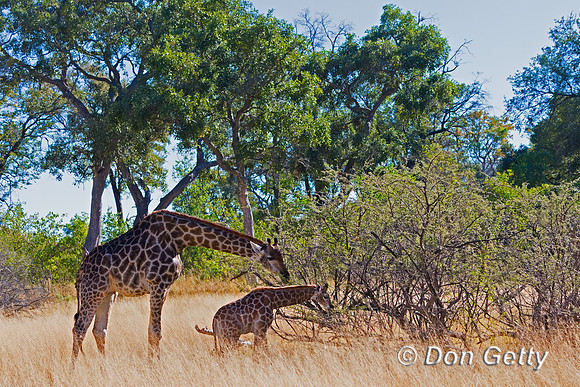 Southern Giraffe