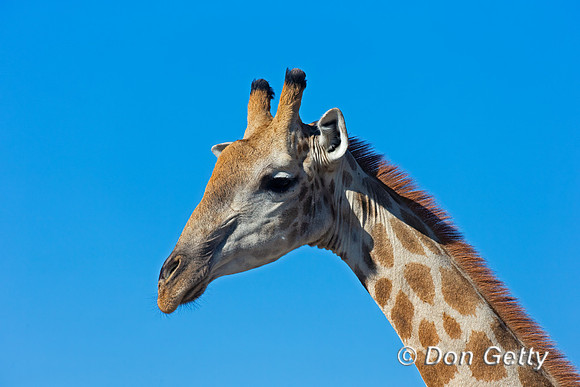 Southern Giraffe