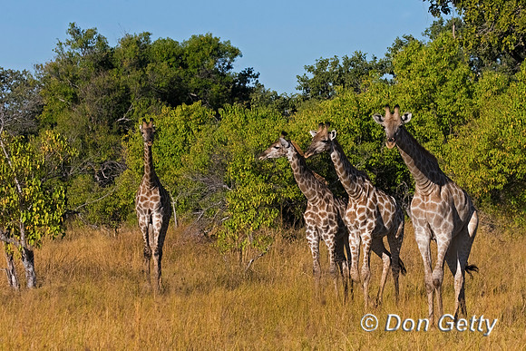 Southern Giraffe