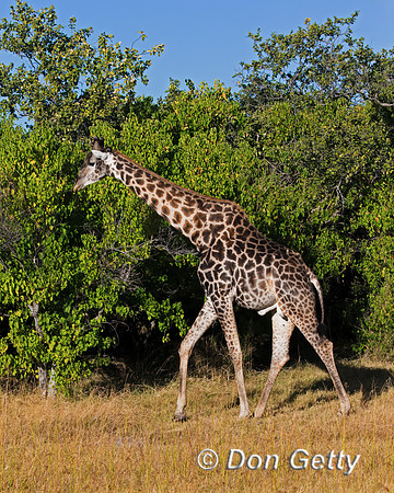 Southern Giraffe