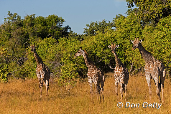 Southern Giraffe